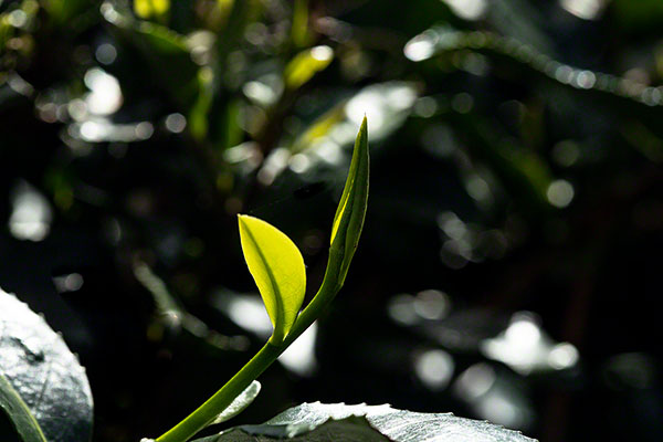 can tea grow in California